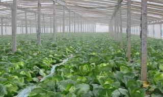 无公害蔬菜 无公害蔬菜